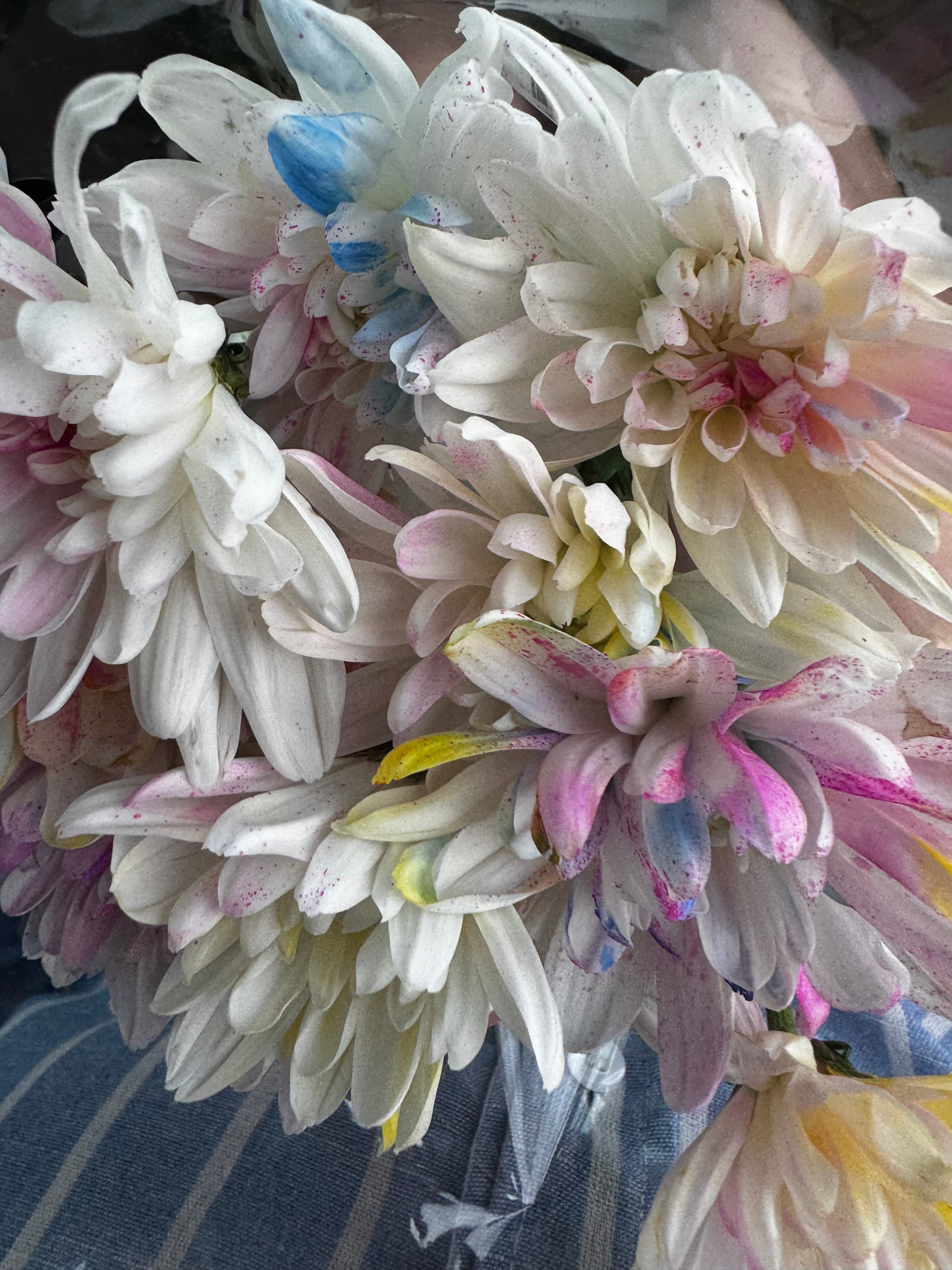 Bouquet de 6 chrysanthèmes pastel: Cotton Candy Blooms